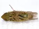 Laevicephalus unicoloratus - photo 3