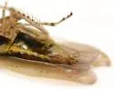 Laevicephalus unicoloratus - photo 4