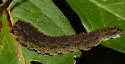 Lagium atroviolaceum - photo 4
