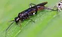 Lagium atroviolaceum - photo 5