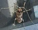 Lagocheirus araneiformis