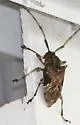 Lagocheirus araneiformis - photo 2