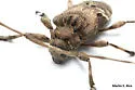 Lagocheirus araneiformis - photo 4
