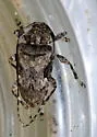 Lagocheirus obsoletus - photo 5