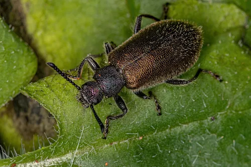 Hairy Darkling Beetle