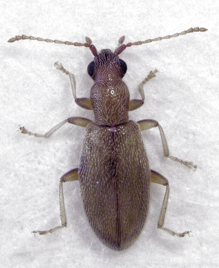Lagrioididae - photo 2