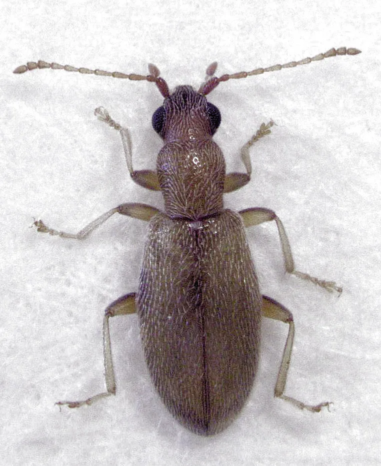Lagrioididae - photo 3