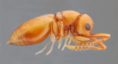 Lagynodes acuticornis - photo 2