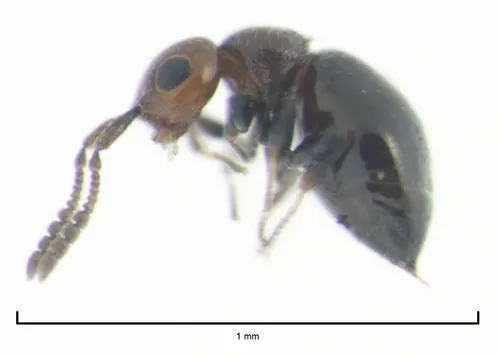 Lagynodes gastroleius