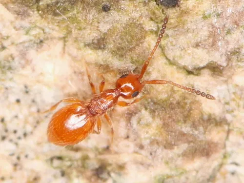 Lagynodes pallidus