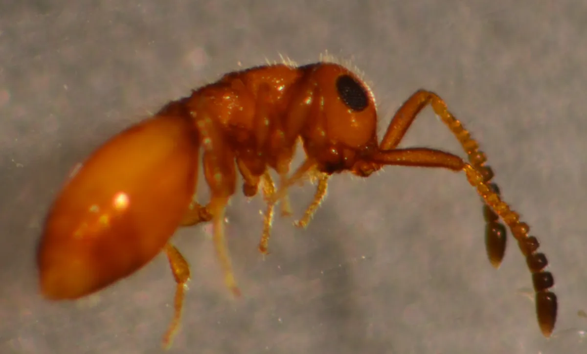 Lagynodes thoracicus