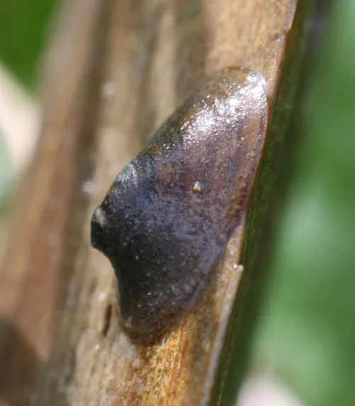Lake Limpet