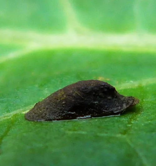Lake Limpet - photo 2
