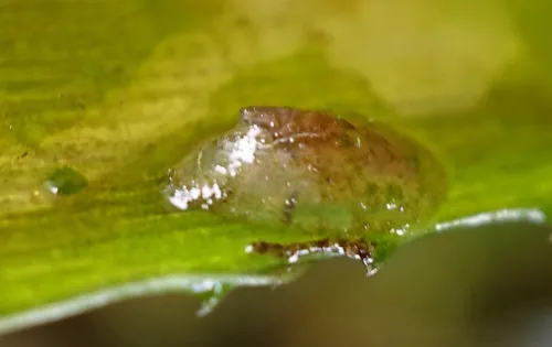 Lake Limpet - photo 3