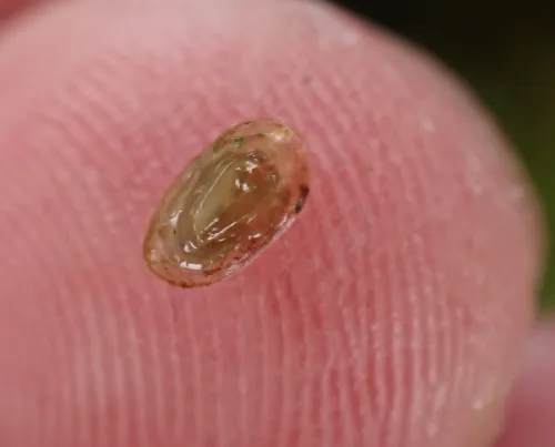 Lake Limpet - photo 4