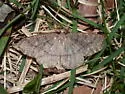 Curve-lined Looper - Hodges#6894
