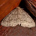 Curve-lined Looper - Hodges#6894 - photo 2