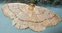 Curve-lined Looper - Hodges#6894 - photo 4