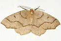 Hemlock Looper - Hodges#6888