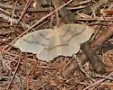 Hemlock Looper - Hodges#6888 - photo 2