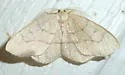 Hemlock Looper - Hodges#6888 - photo 3