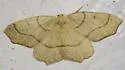 Hemlock Looper - Hodges#6888 - photo 4