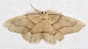 Hemlock Looper - Hodges#6888 - photo 5