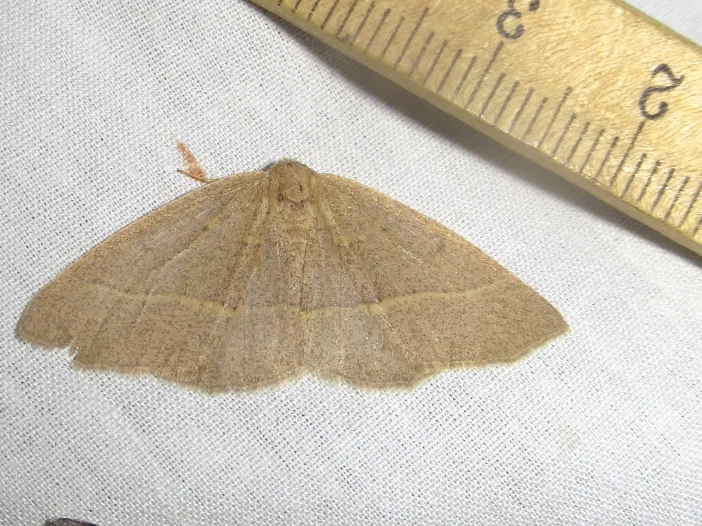 Lambdina flavilinearia - Hodges#6890 - photo 2