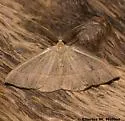Lambdina laeta - Hodges#6891