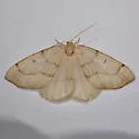 Lambdina phantoma - Hodges#6896