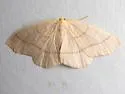 Southern oak looper - Hodges#6889