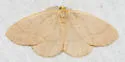 Southern oak looper - Hodges#6889 - photo 3