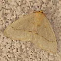 Lambdina punctata - Hodges#6895.1 - Lambdina punctata
