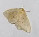 Lambdina punctata - Hodges#6895.1 - photo 4