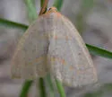 Lambdina vitraria - Hodges#6895 - Lambdina vitraria