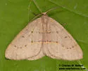 Lambdina vitraria - Hodges#6895 - photo 2