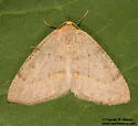 Lambdina vitraria - Hodges#6895 - photo 4