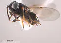 Lamennaisia ambigua