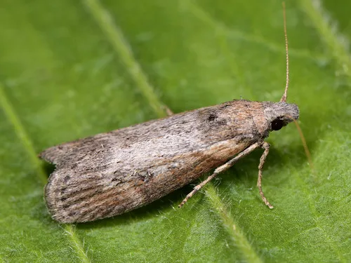 Theresian Moth - photo 4