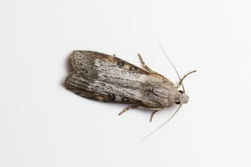 Theresian Moth - photo 5