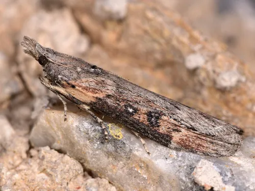 Theresian Moth - photo 6