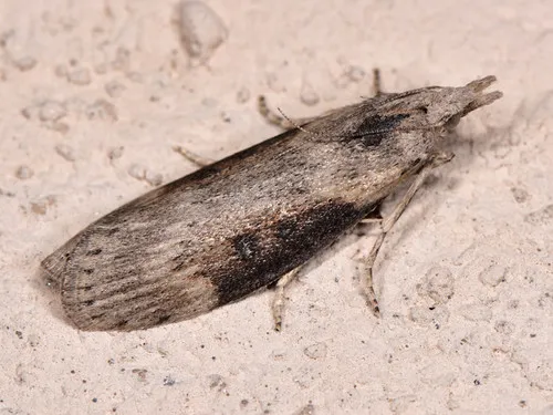 Theresian Moth - photo 7