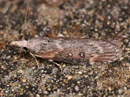 Theresian Moth - photo 8