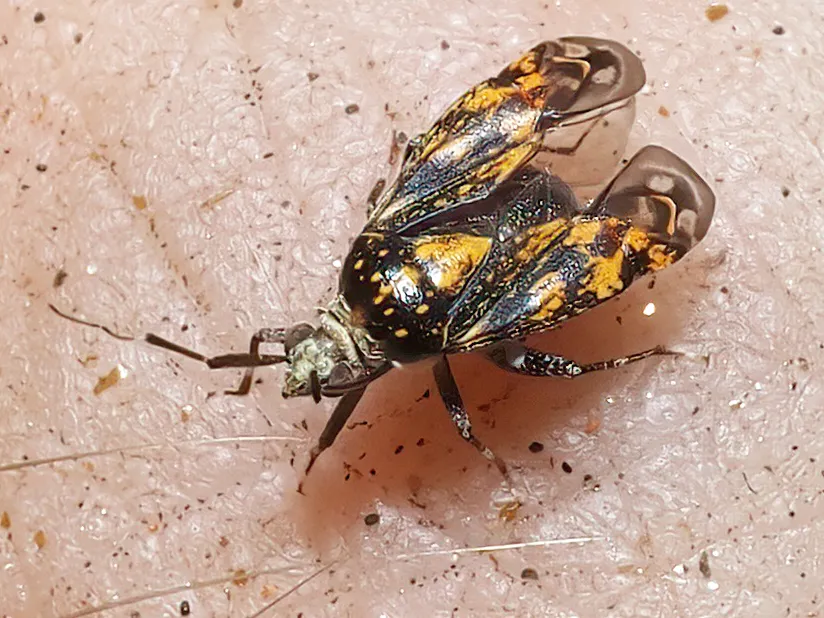 Lampethusa anatina - photo 2