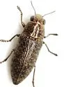 Lampetis cupreopunctata