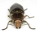 Lampetis cupreopunctata - photo 2
