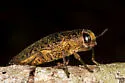 Lampetis cupreopunctata - photo 3