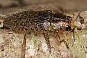 Lampetis cupreopunctata - photo 4
