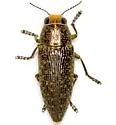 Lampetis cupreopunctata - photo 5