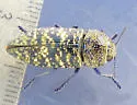 Lampetis drummondi
